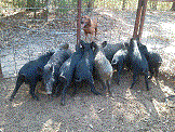 Hogs in Trap 1.gif
