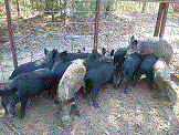 Hogs in Trap 2.gif
