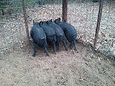 4 Shoats in the Trap.gif