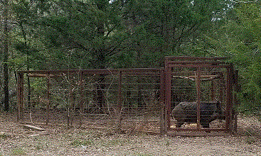 Big Boar in the Trap.gif