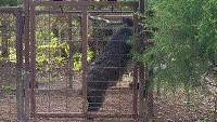 Big Sow in the Trap.gif