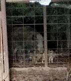 Sow and Pigs.gif