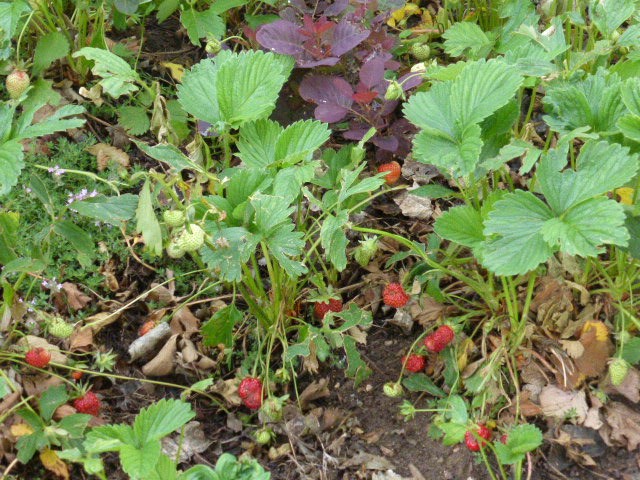 P1080306 (Small).JPG