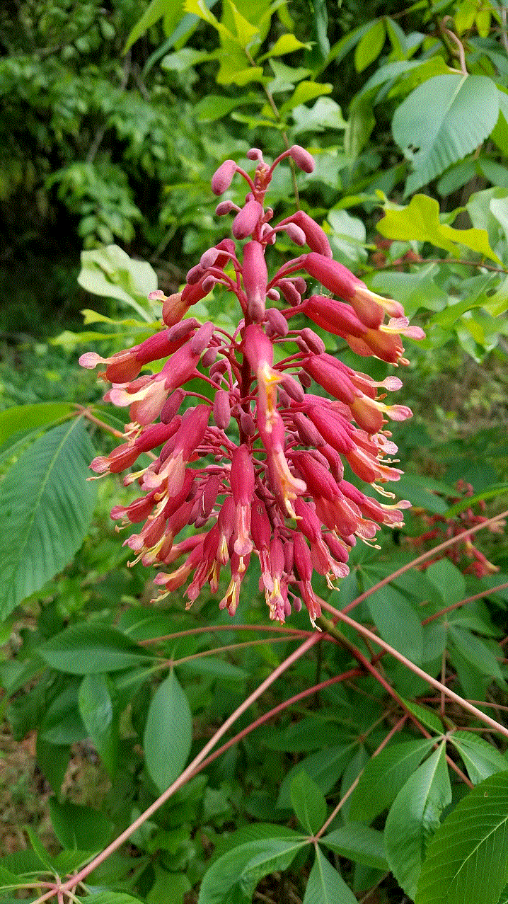 Buckeye Bloom.gif