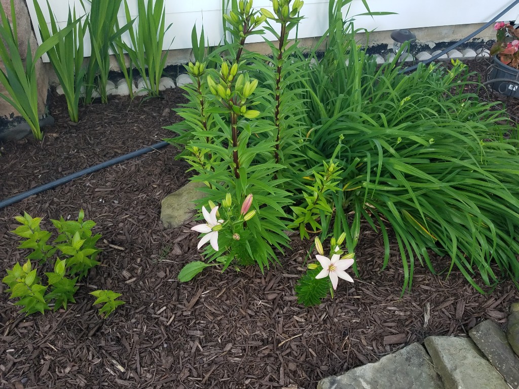 20190626_180207-1024x768.jpg