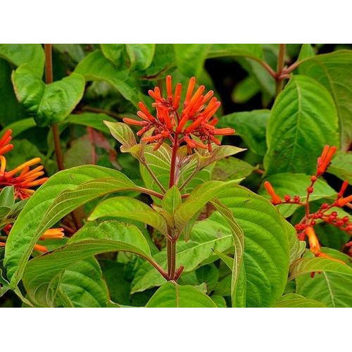 firebush.jpg