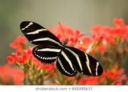 zebra longwing.png