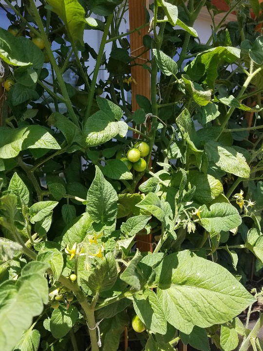 20190701_134950-540x720.jpg