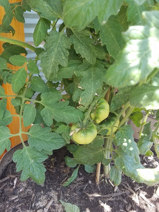 20190701_135002-540x720.jpg