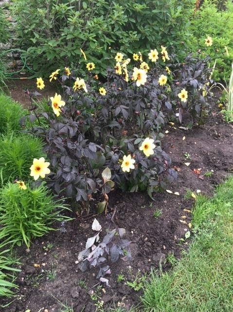 Dahlias.JPG