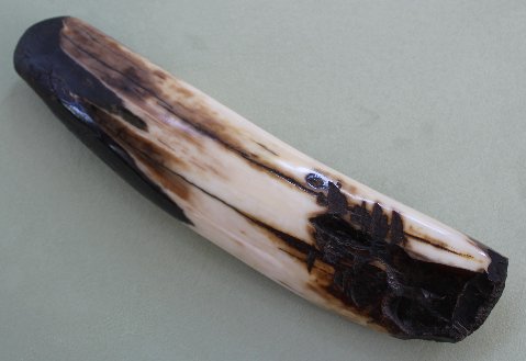 Fossil WalrusArtifact-KT.jpg