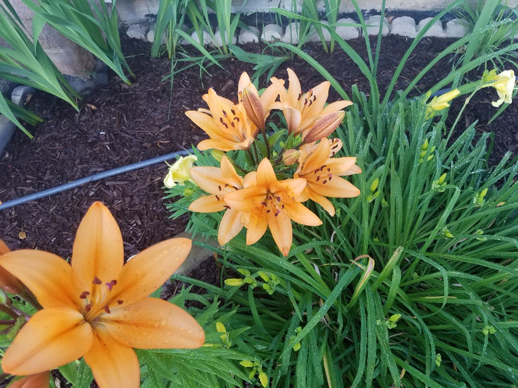 20190708_191443-1024x768.jpg