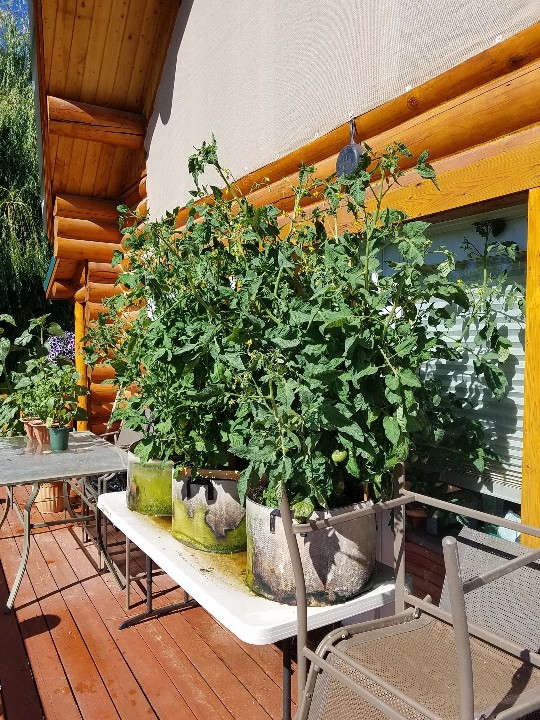 20190712_101451-540x720.jpg