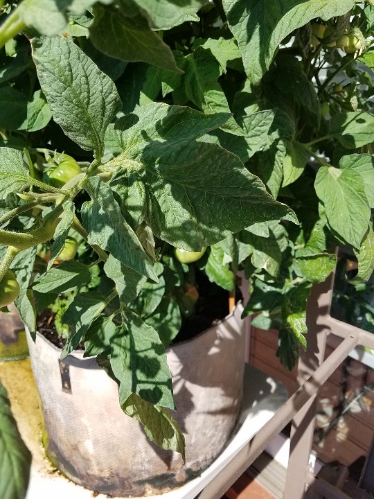 20190712_101526-540x720.jpg