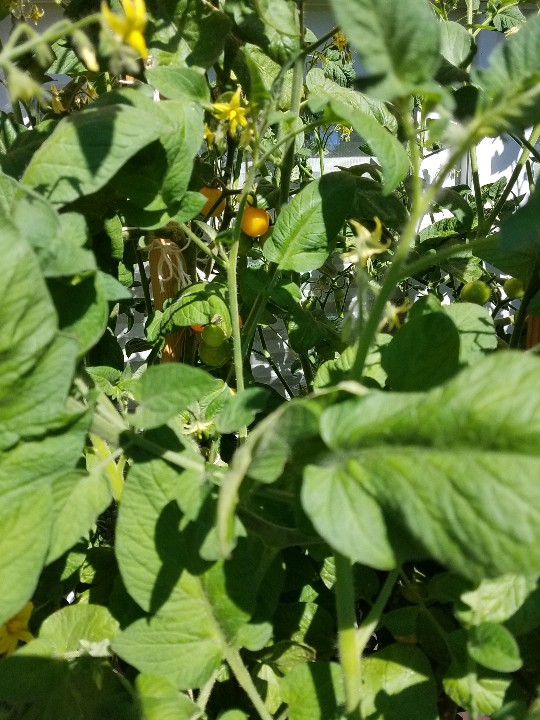 20190712_101549-540x720.jpg