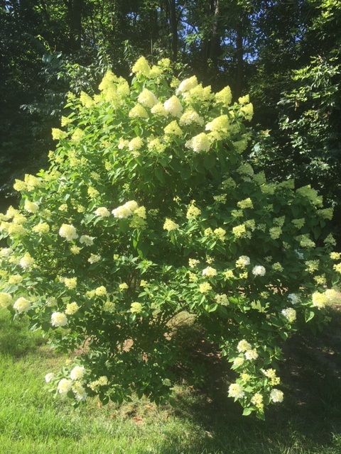 Hydrangea.JPG