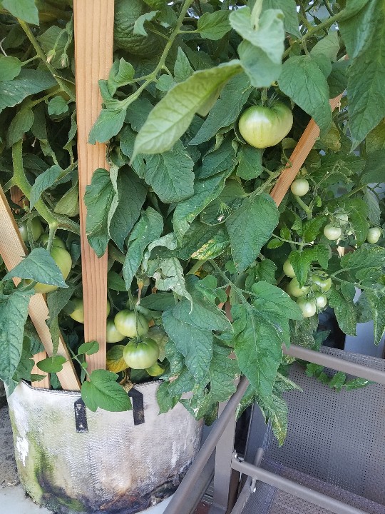 20190802_183203-540x720.jpg