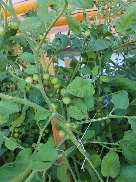 20190802_183217-540x720.jpg