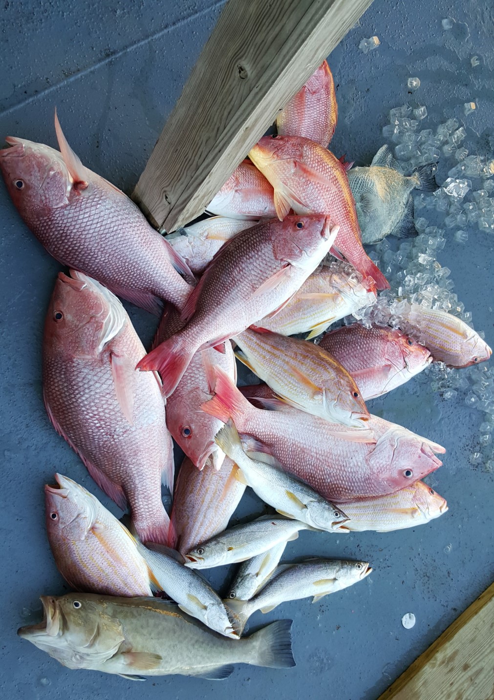 grouper.jpg
