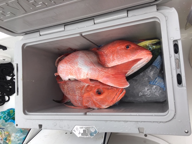 Snapper3.JPG
