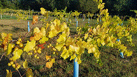 lots of white muscadines.gif