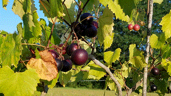 big black muscadines.gif