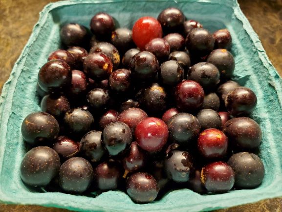 muscadines.jpg