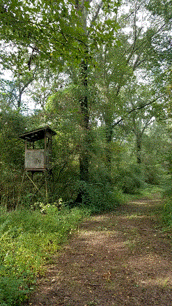 Deer Stand in the Bottom.gif