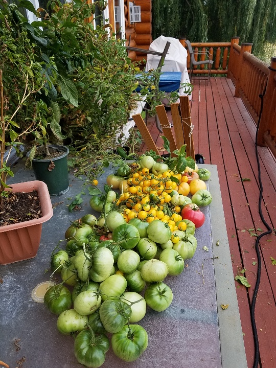 20190927_181610-540x720.jpg