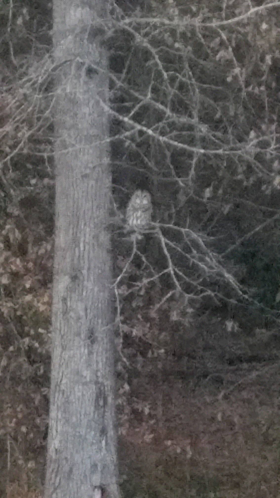 hoot owl 12-7-19.gif