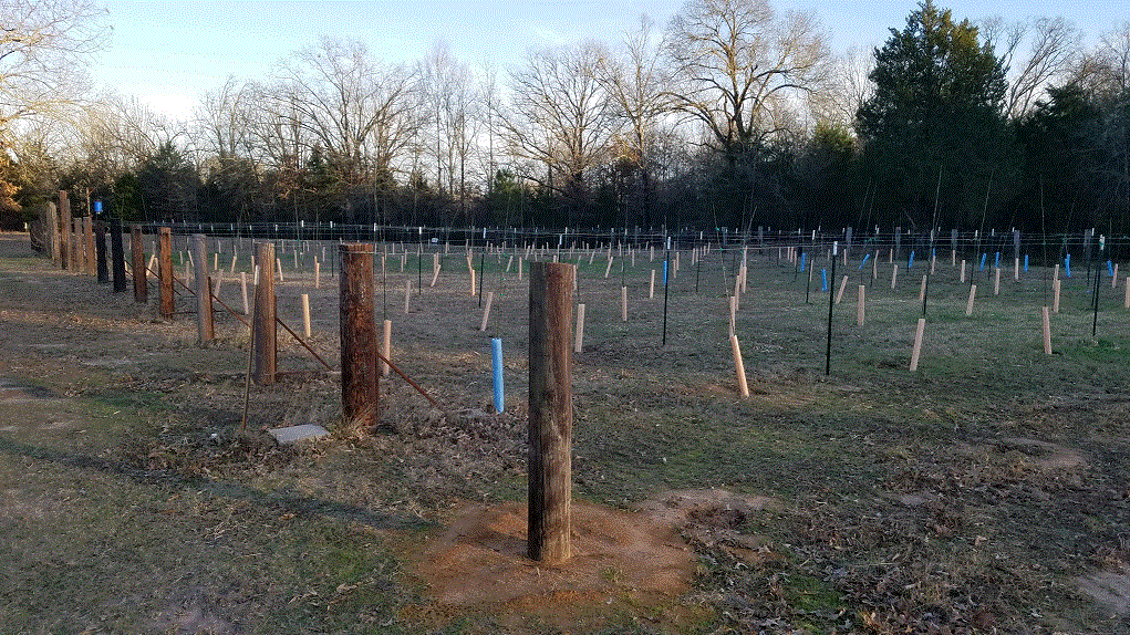 Vineyard January 2020.gif