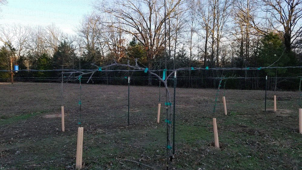 Pruned Vine.gif