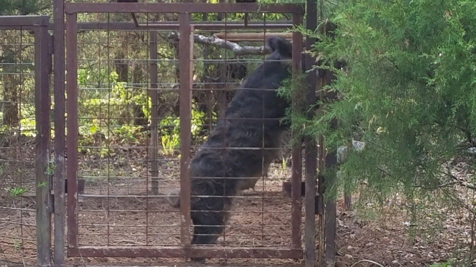 Big Sow in the Trap.gif