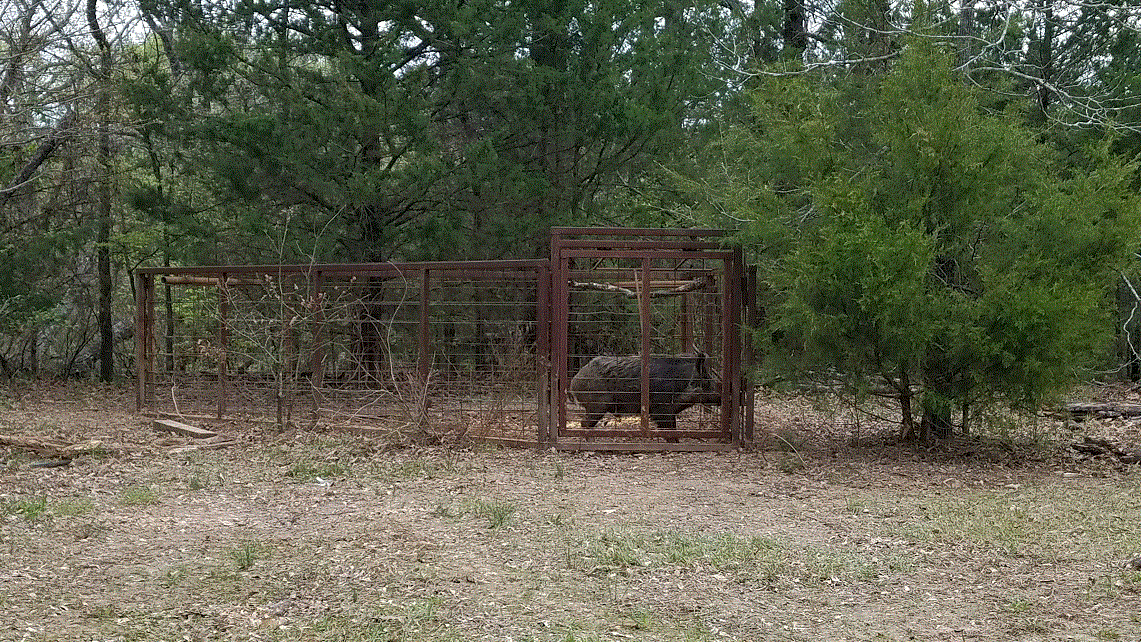 Big Boar in the Trap.gif
