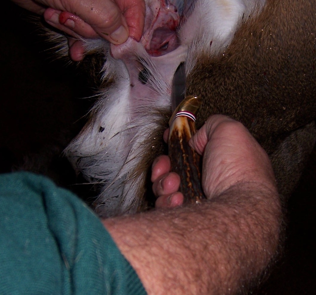 Gutting-02.JPG