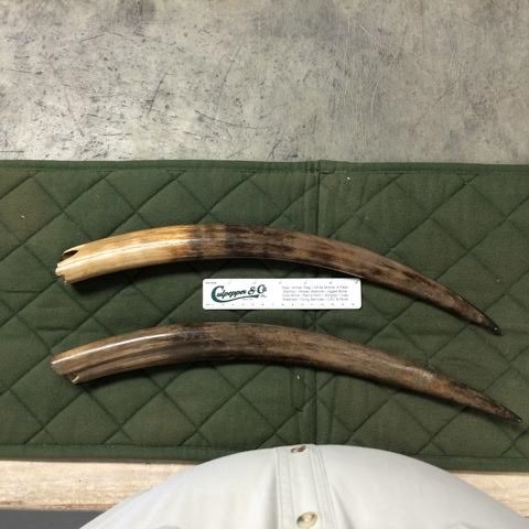 Bejring Tusks-KT.jpg
