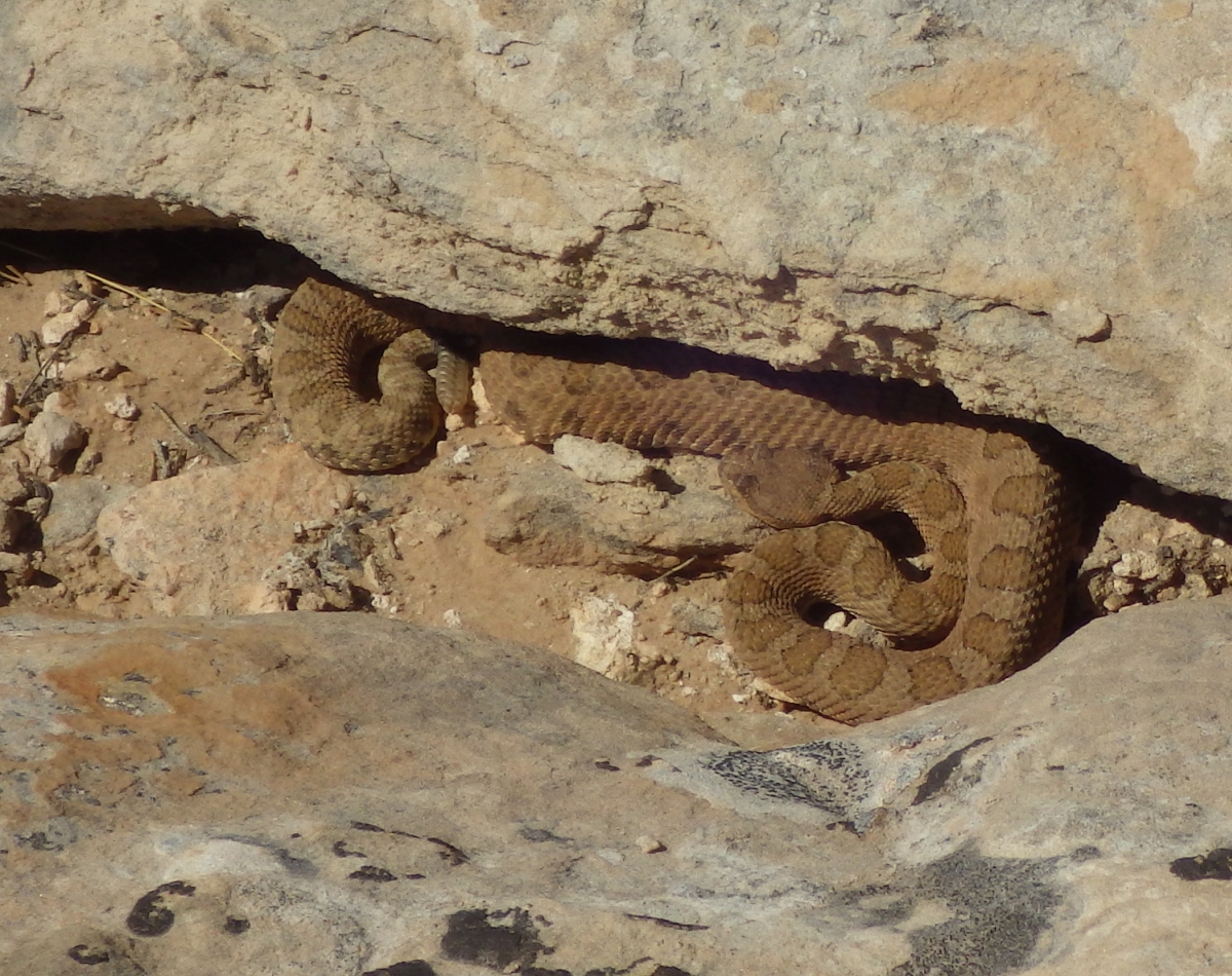 r-snakes.jpg