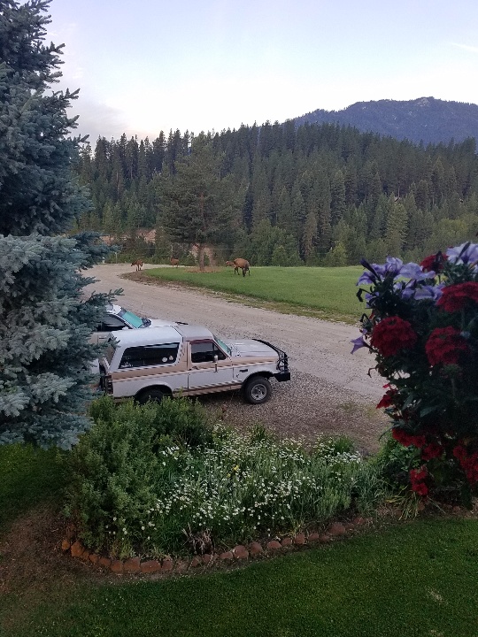 GV Elk-2.jpg