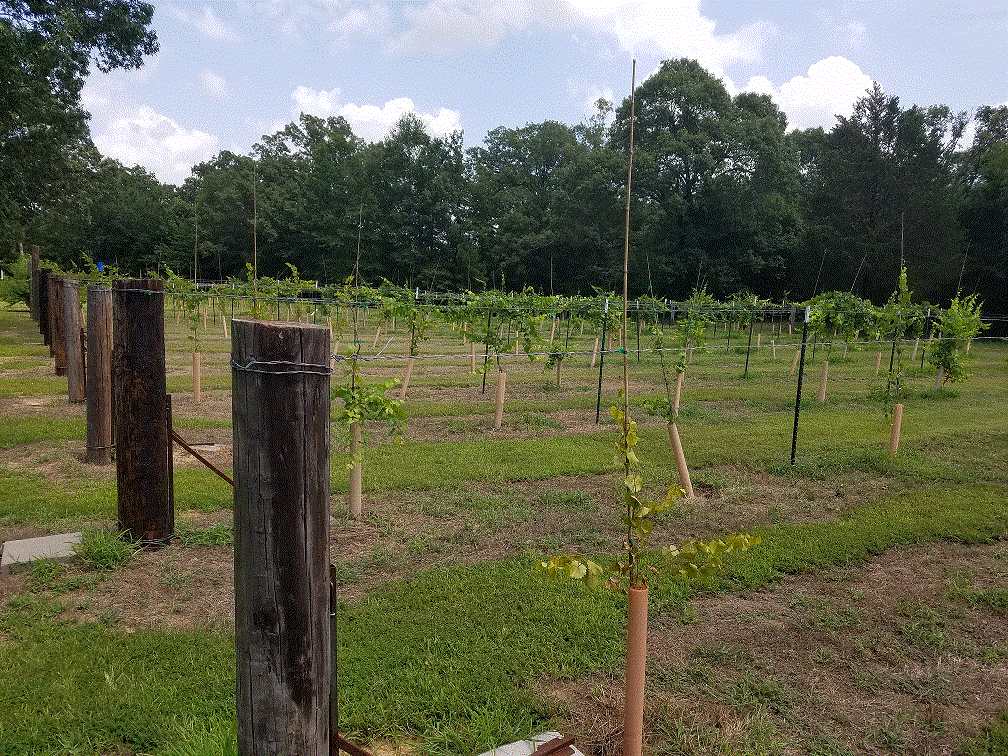 Vineyard 7-4-20.gif
