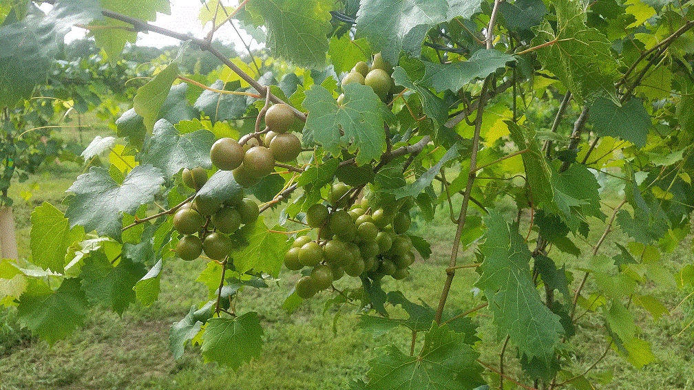 Grapes 7-4-20.gif