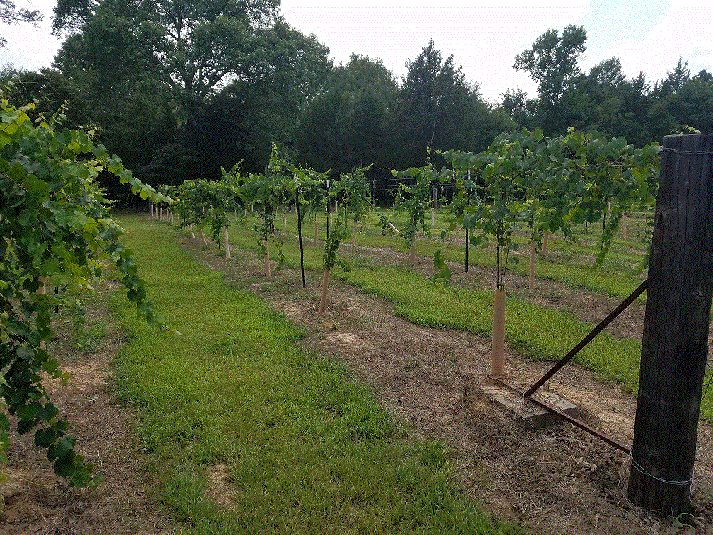 Vineyard Row 7-4-20.gif