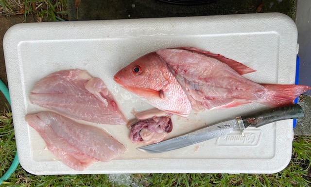 Snapper 2020 1.jpg