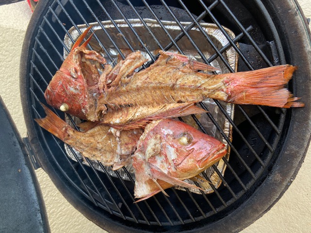 Snapper 2020 2.jpg