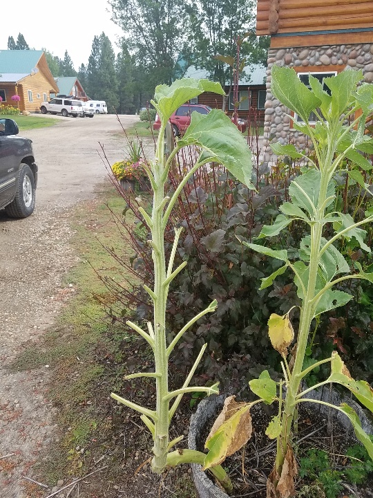 Elk vs Sunflower.jpg