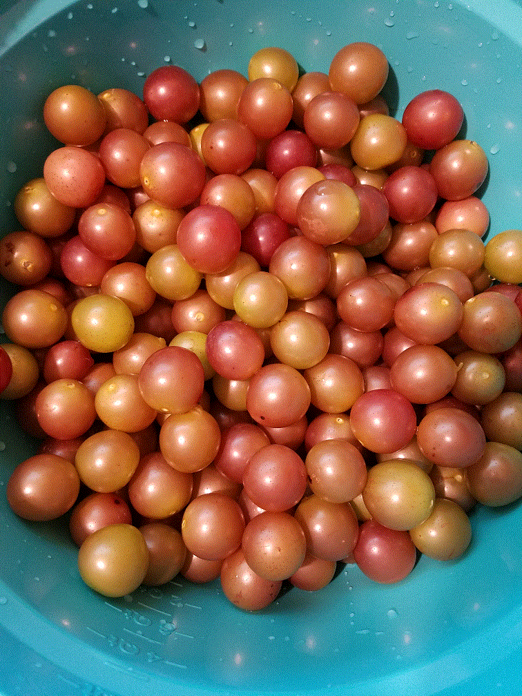 Scuppernongs 8-13-20.gif