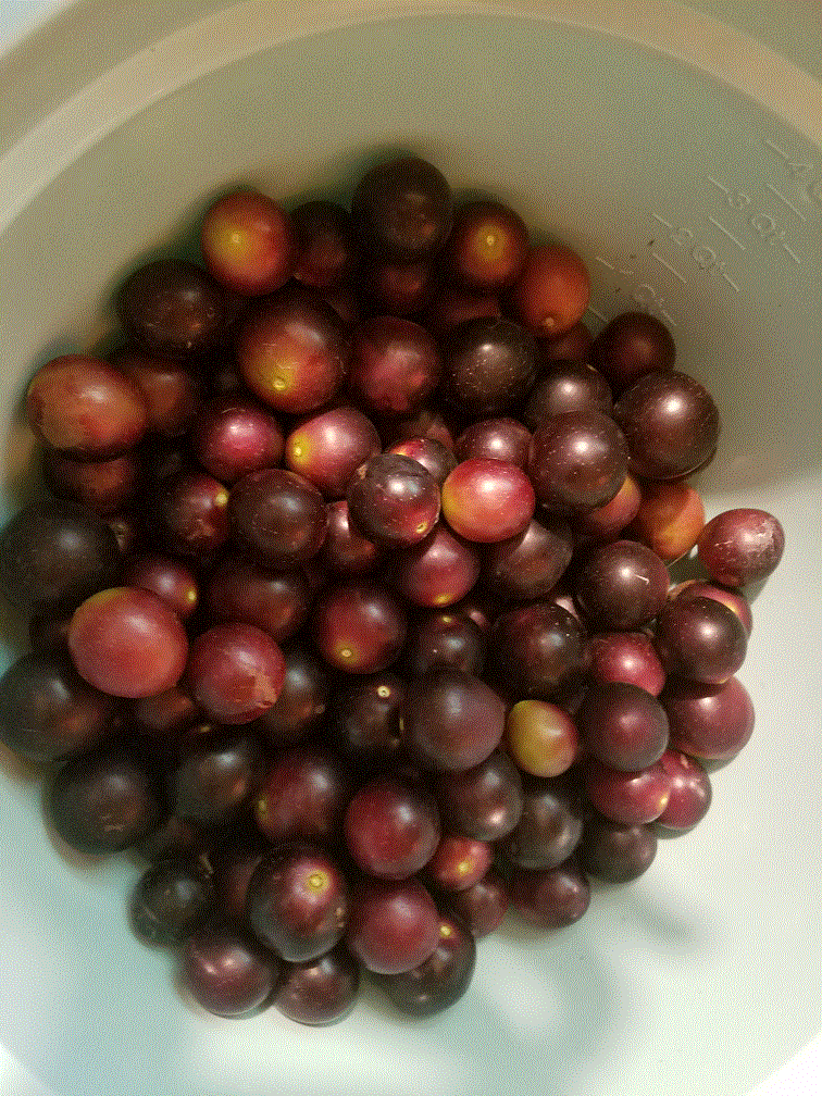 Muscadines 8-13-20.gif