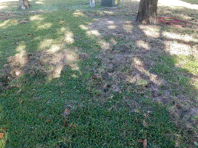 Hog Damage #3.gif