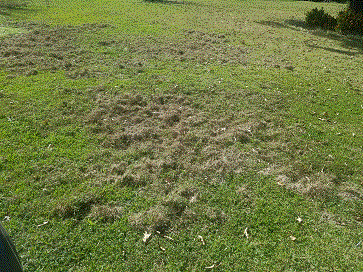 Hog Damage #4.gif