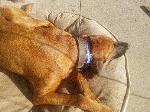 Tired Dog.gif