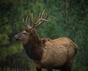 11 8 Elk 2.jpg